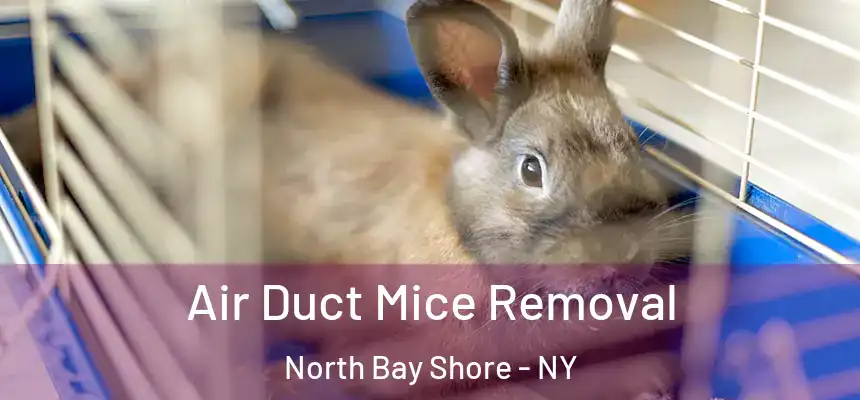  Air Duct Mice Removal North Bay Shore - NY